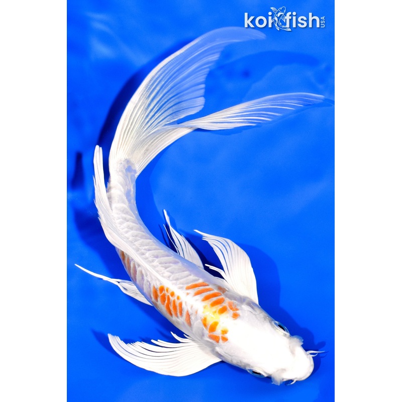 8.75" DOITSU HARIWAKE BUTTERFLY
