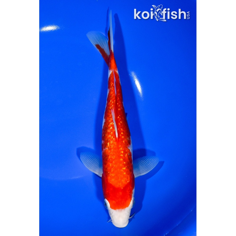 8.75" GINRIN KOHAKU