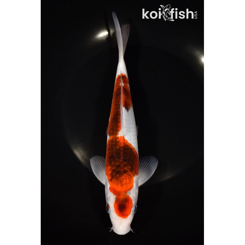 8.75" GOROMO