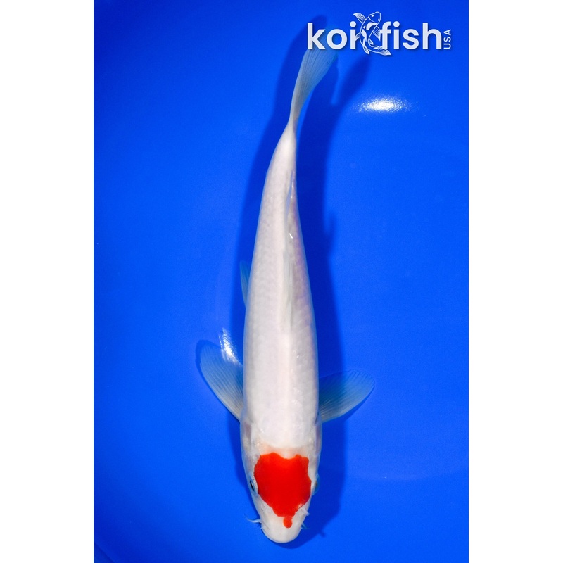 8.75" TANCHO KOHAKU
