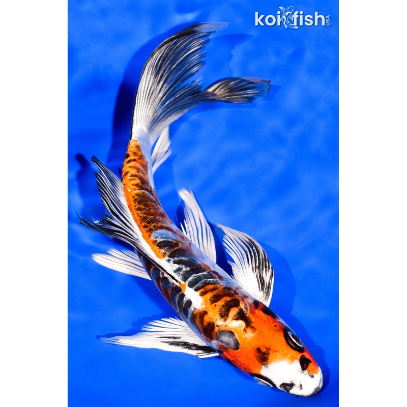 8" ARAGOKE BENI KIKOKURYU BUTTERFLY