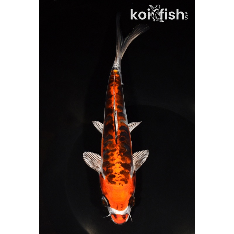 8" BENI KIKOKURYU