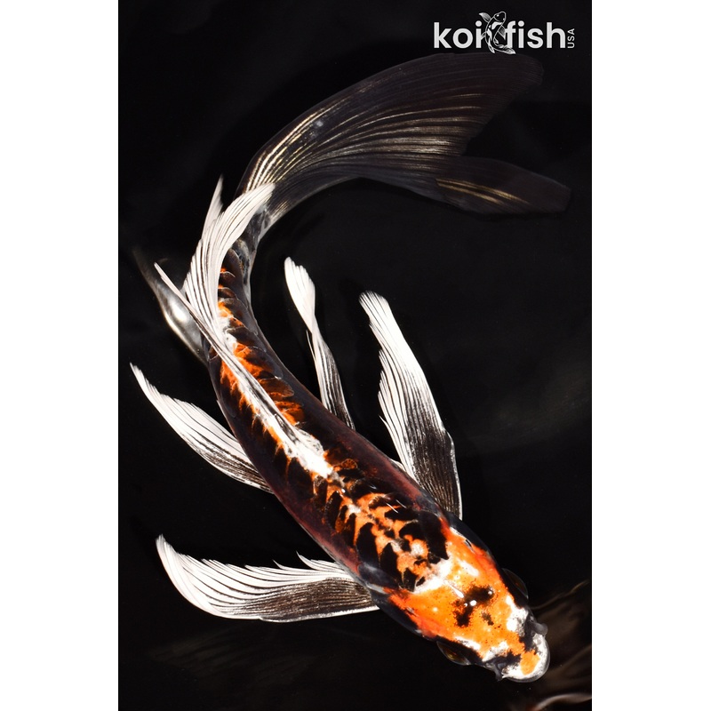 8" BENI KIKOKURYU BUTTERFLY