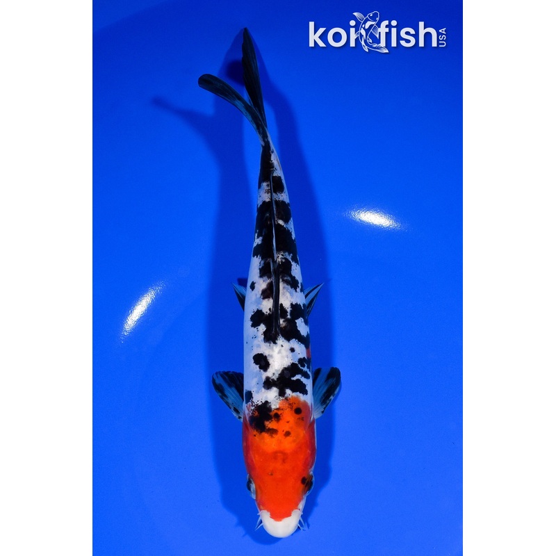 8" DOITSU SANKE