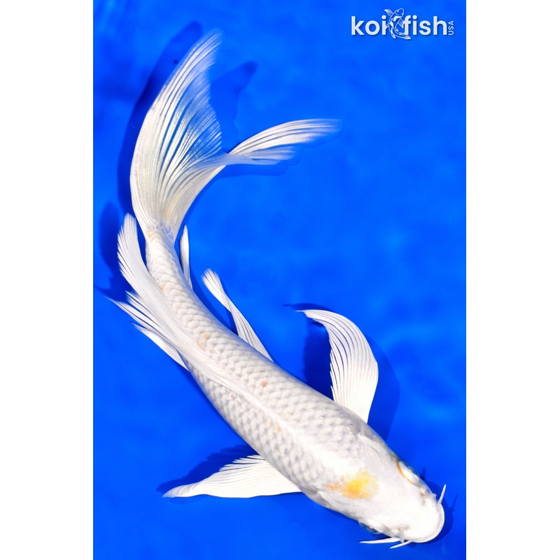 8" HARIWAKE BUTTERFLY