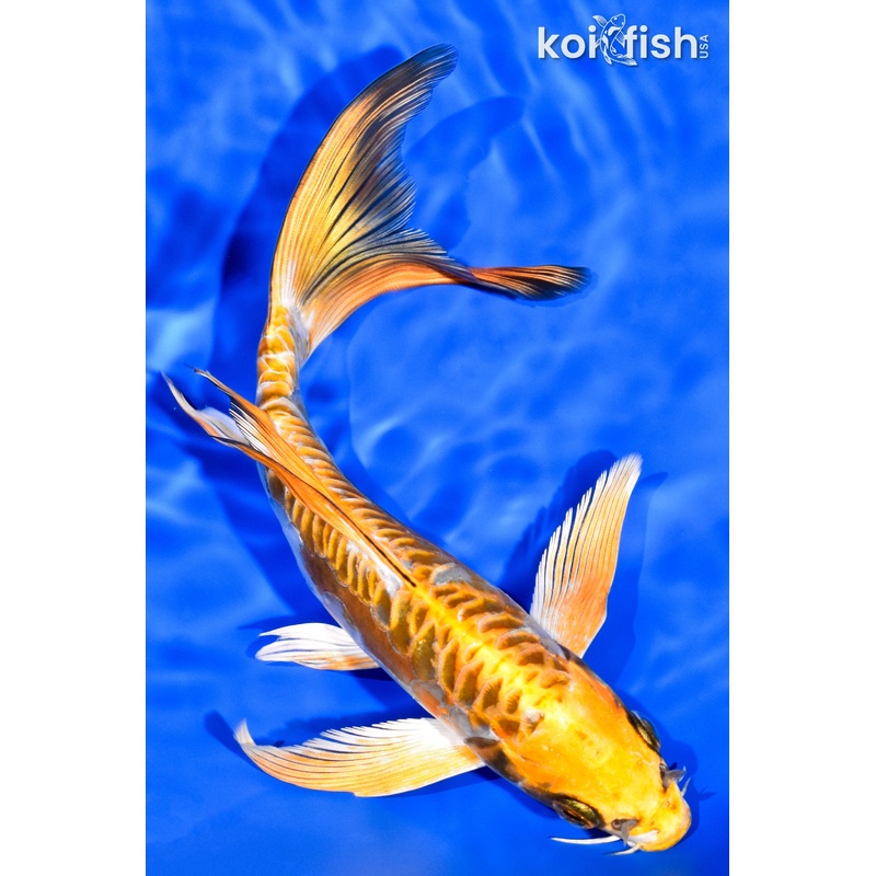 8" KIN KIKOKURYU BUTTERFLY