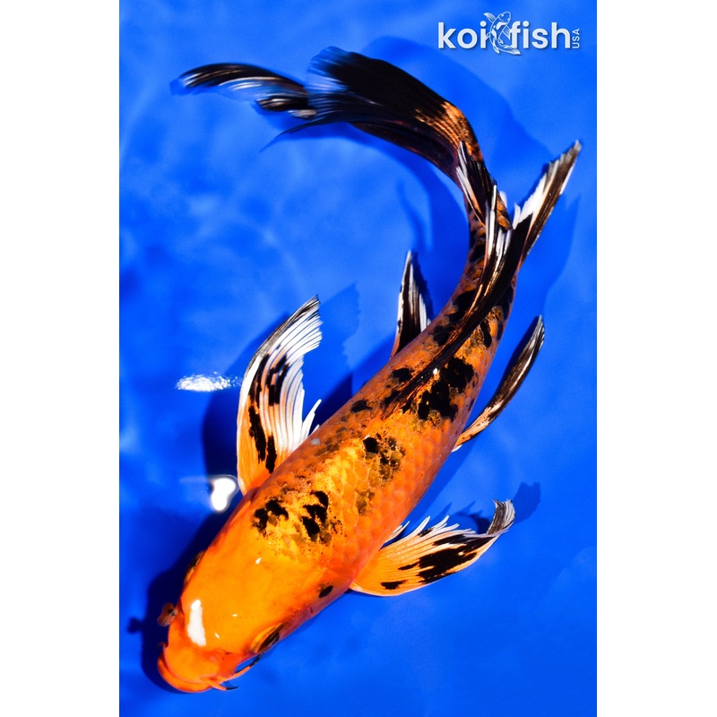 8" KIN ORENJI BEKKO BUTTERFLY