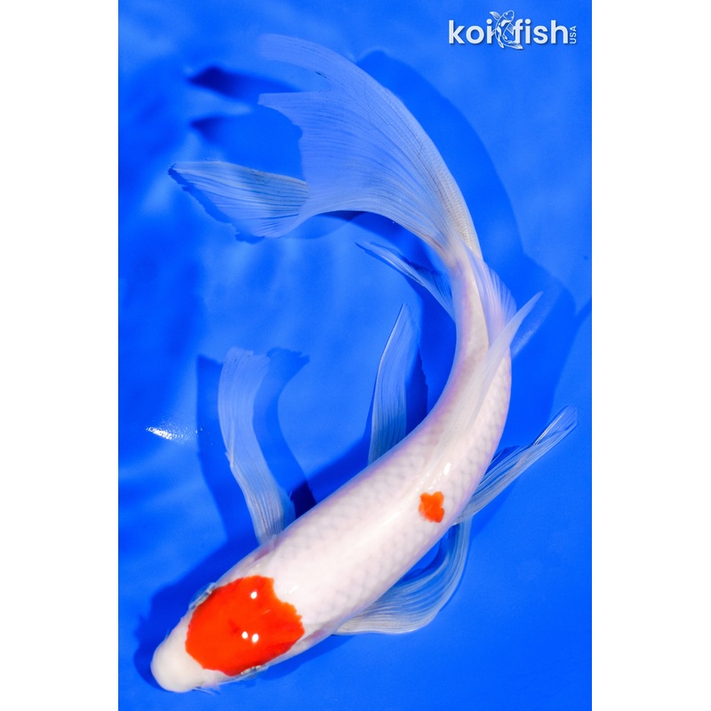 8" MARUTEN KOHAKU BUTTERFLY
