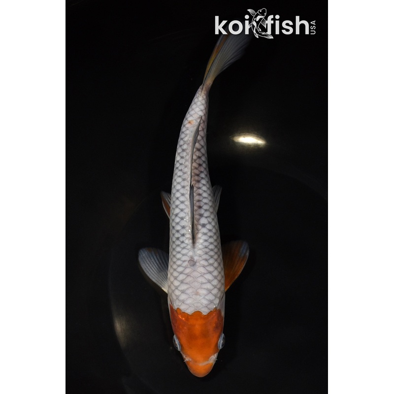 8" OCHIBA SHIGURE
