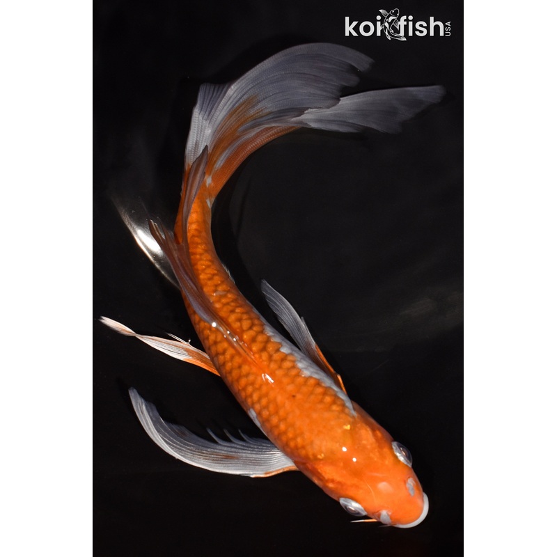 8" OCHIBA SHIGURE BUTTERFLY