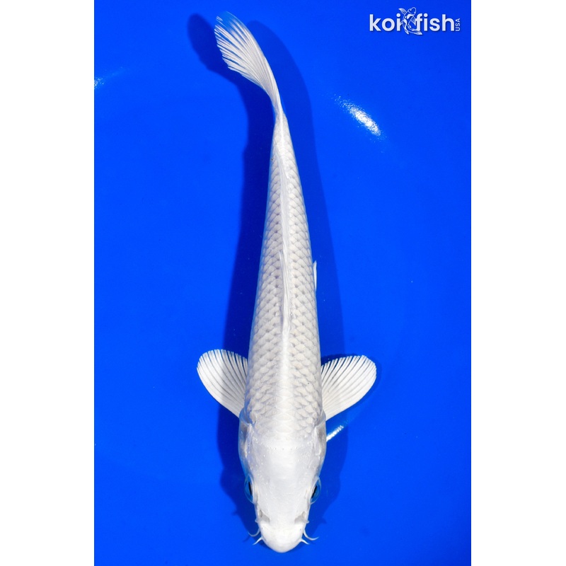 8" PLATINUM OGON