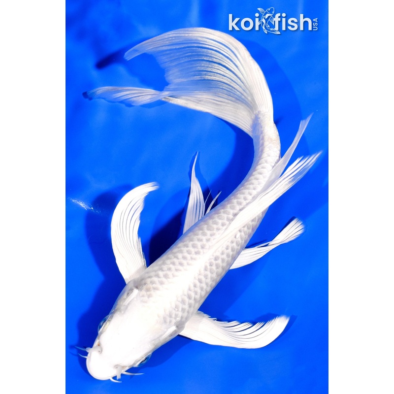 8" PLATINUM OGON BUTTERFLY