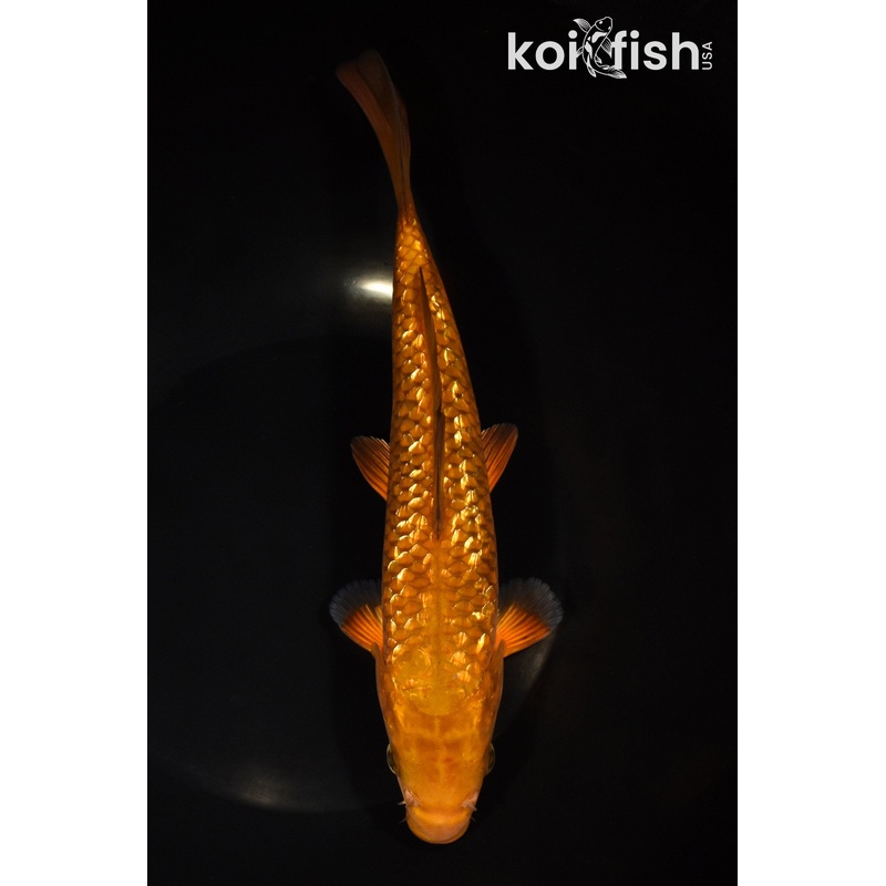 9.25" GINRIN CHAGOI