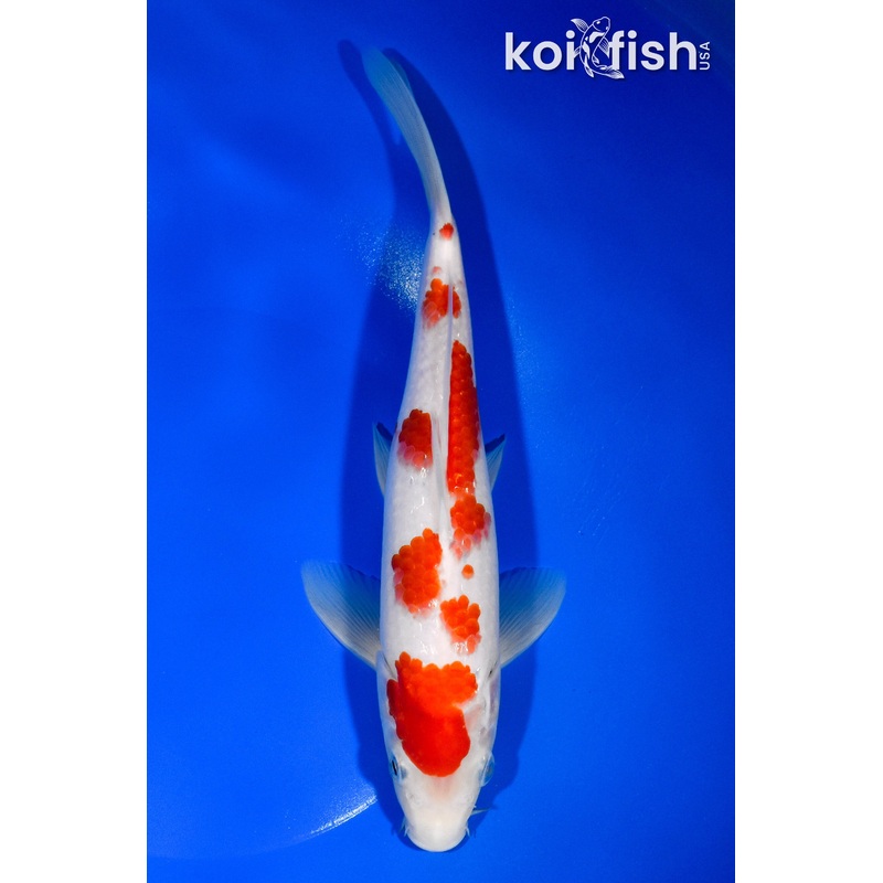 9.5" KOHAKU