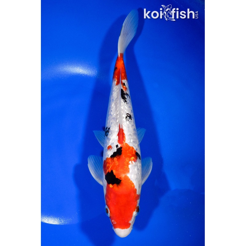 9.75" GINRIN SANKE