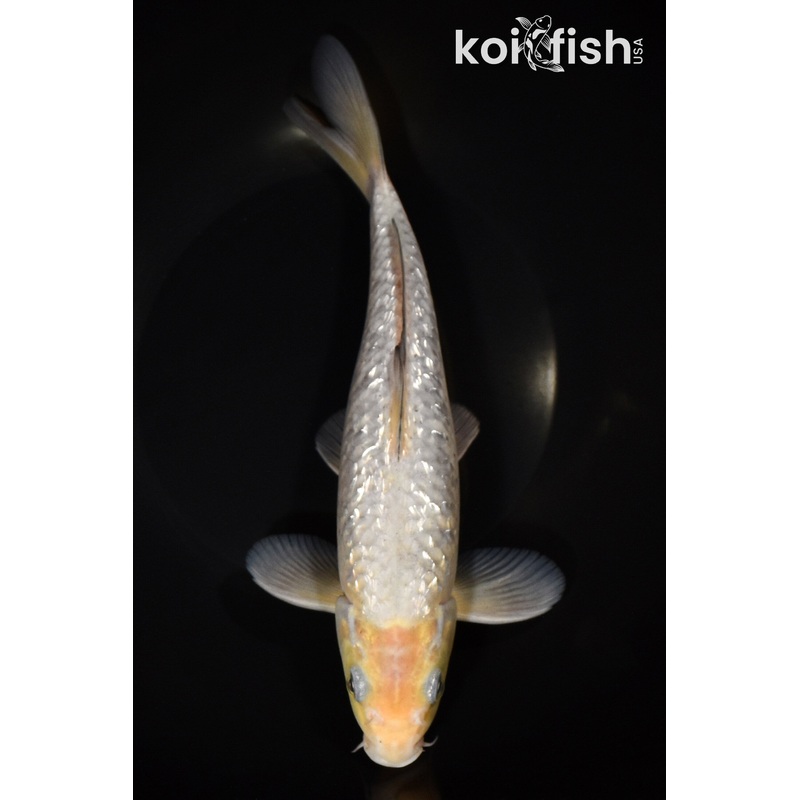 9.75" GINRIN SOROGOI