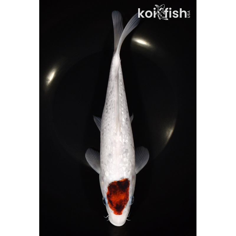9.75" GINRIN TANCHO GOROMO