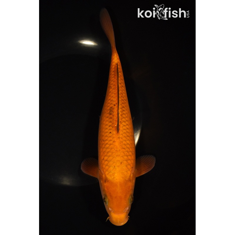 9" CHAGOI