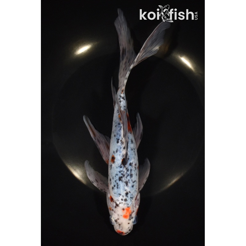 9" SHUBUNKIN GOLDFISH