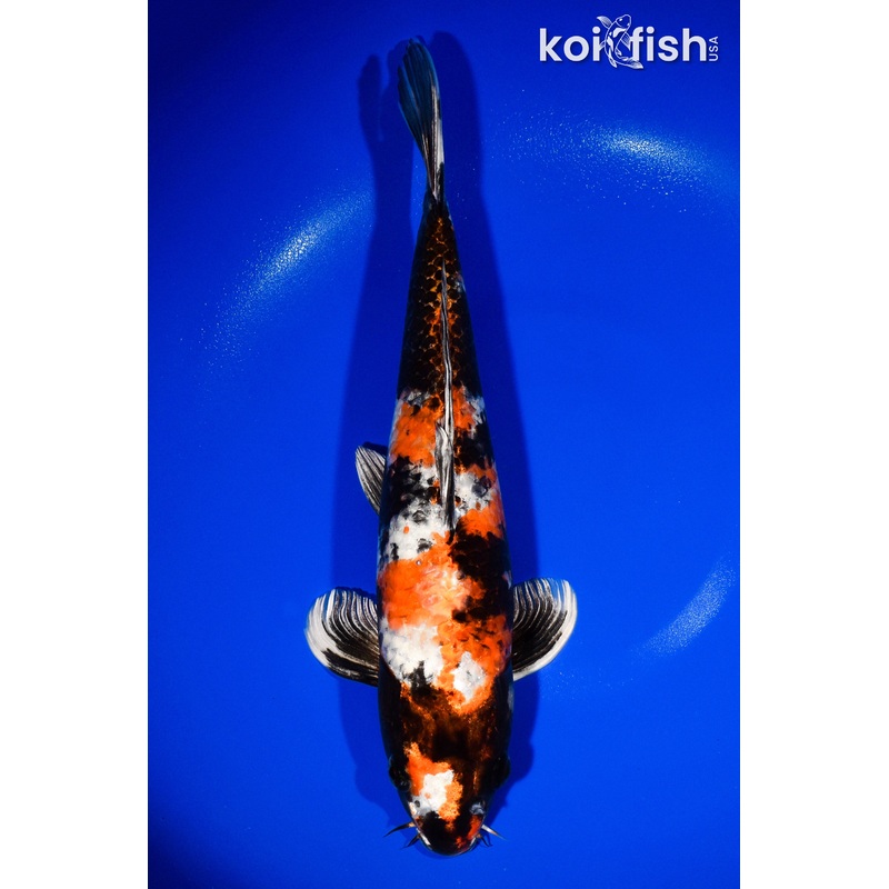 13.25" KIN SHOWA