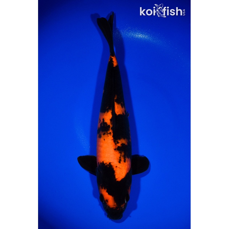 13.5" HI UTSURI