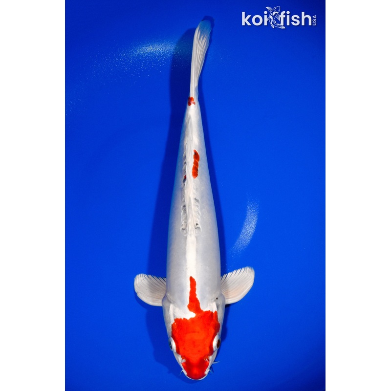 13.5" KIKUSUI