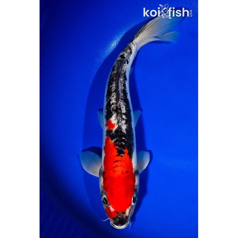 13.75" DOITSU GOSHIKI