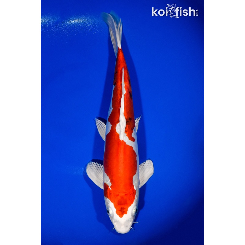 13.75" KIKUSUI