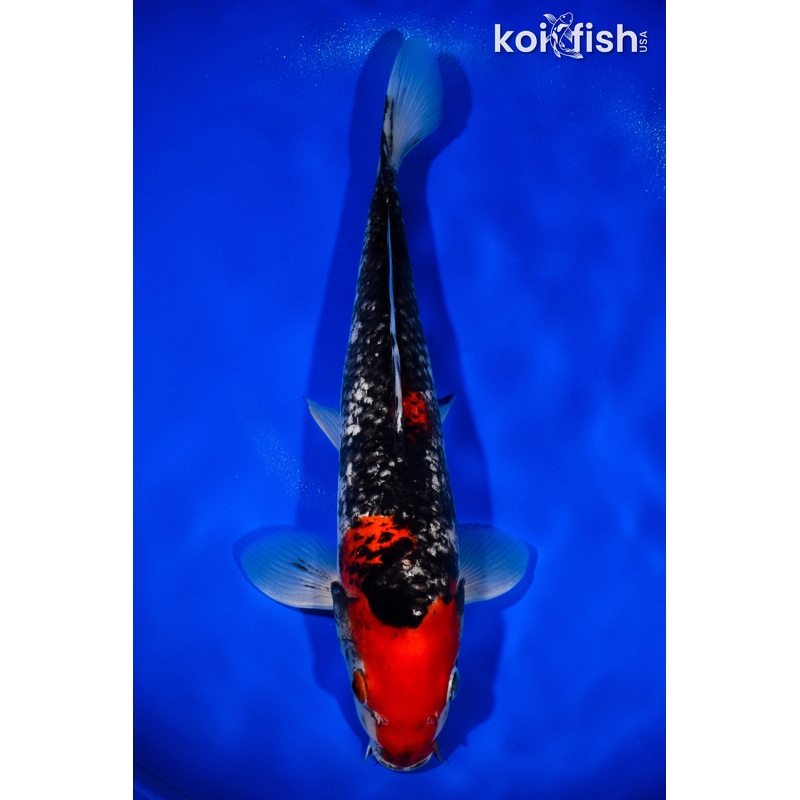 13" BENI MATSUKWABAKE