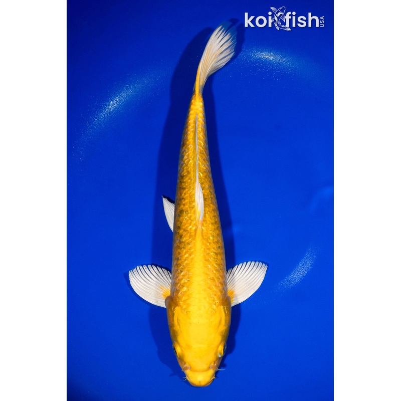 13" GINRIN YAMABUKI OGON