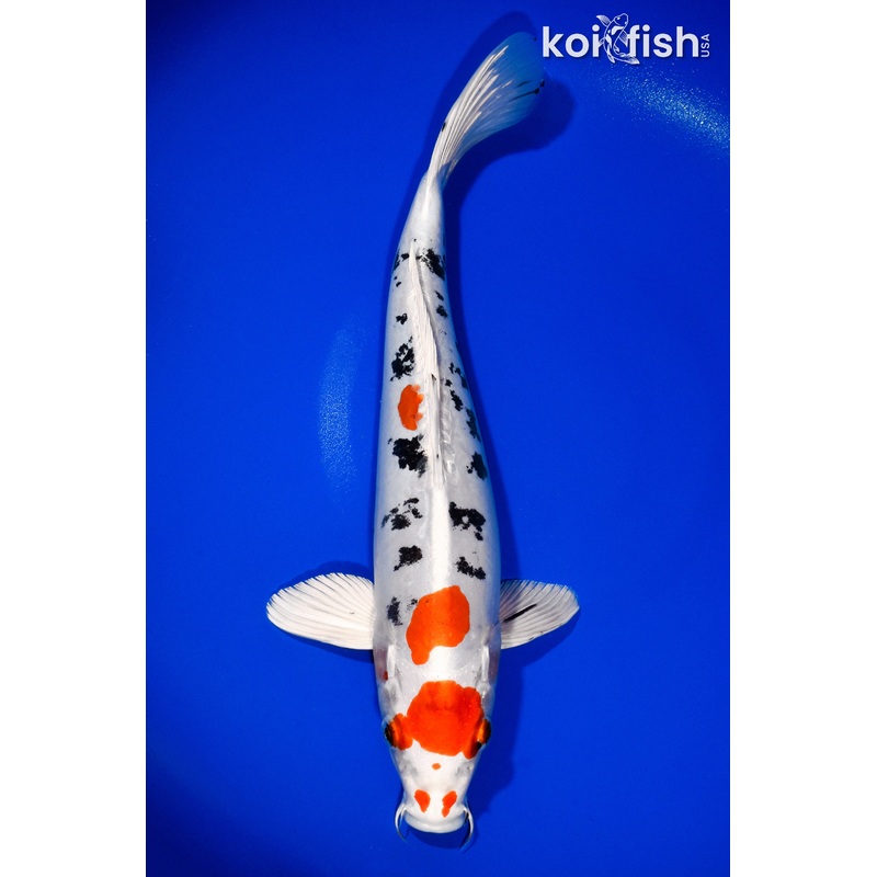 13" HEISEI NISHIKI