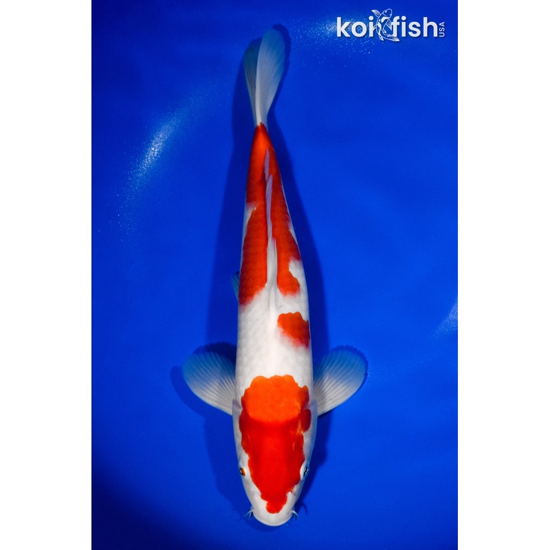 13" KOHAKU