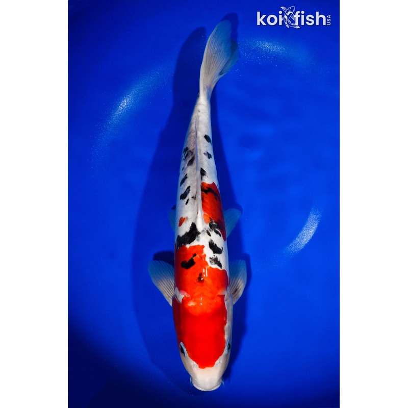 14.5" DOITSU SANKE