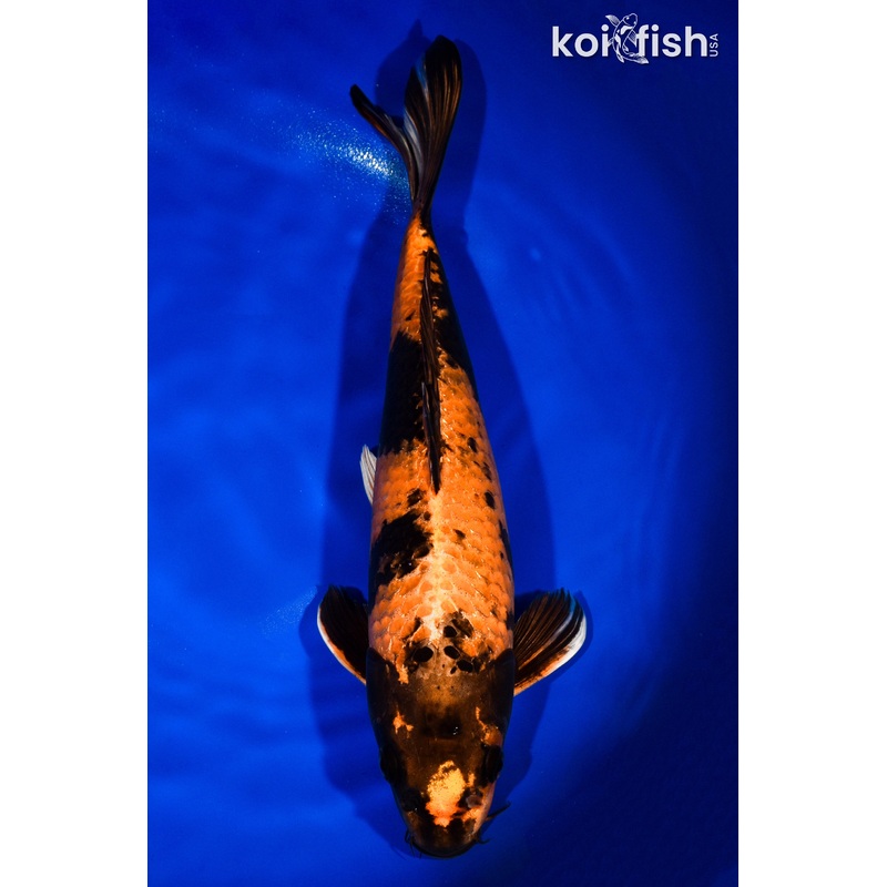 14" KIN HI UTSURI