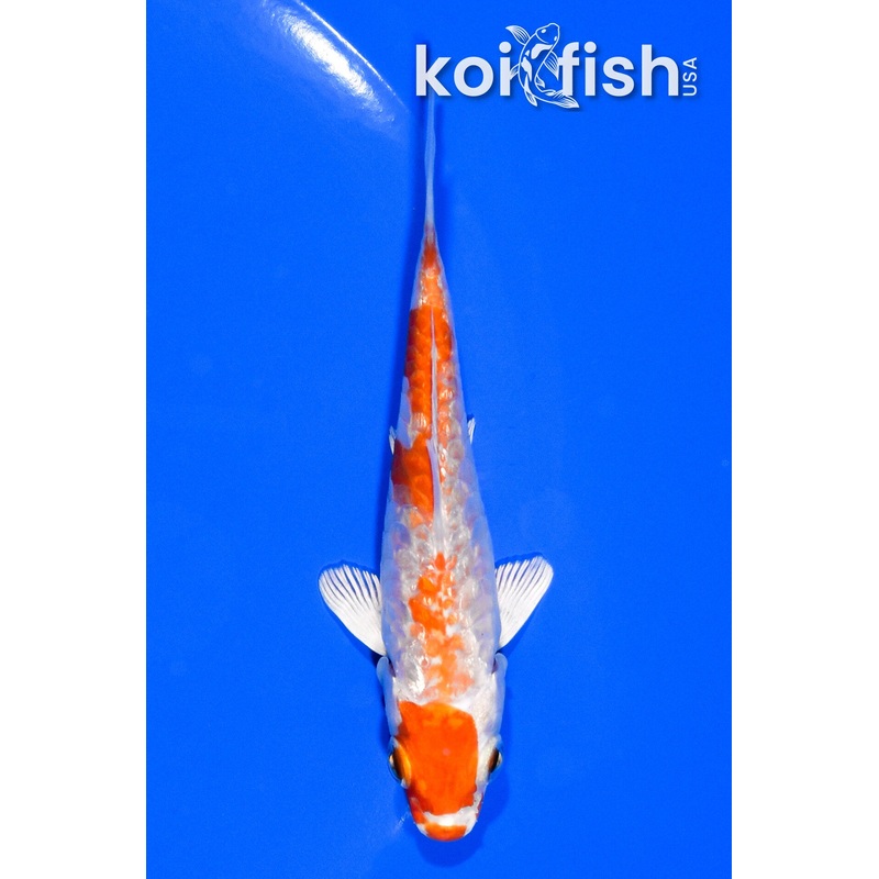 3.75" GINRIN HARIWAKE