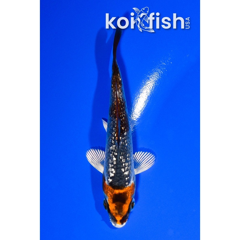 3.75" GINRIN KUJAKU