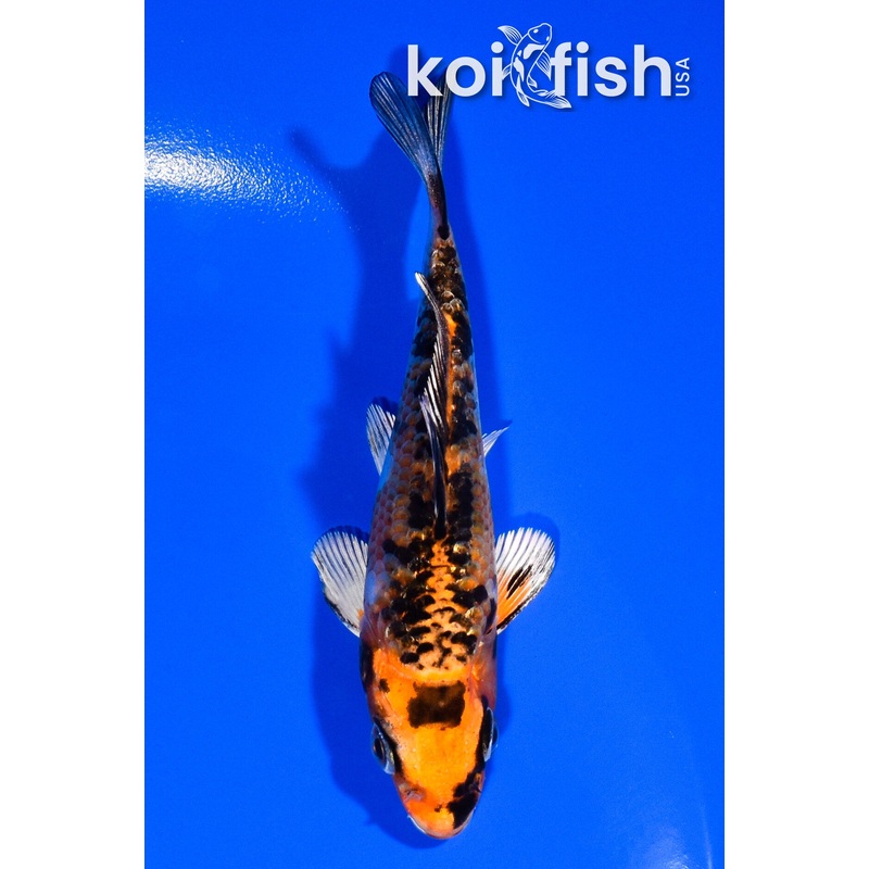 3.75" GINRIN YAMATO NISHIKI