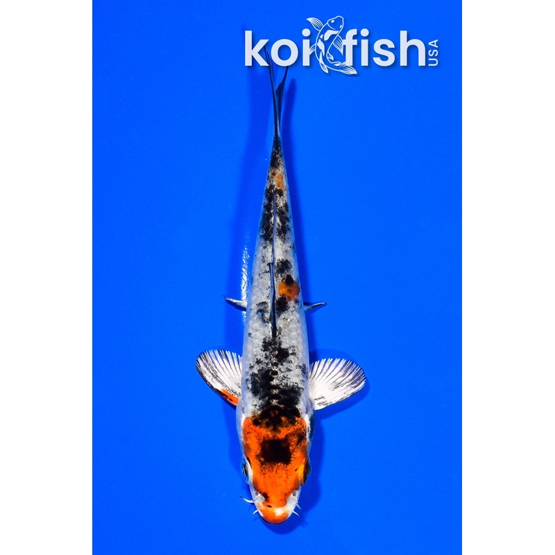 3.75" YAMATO NISHIKI