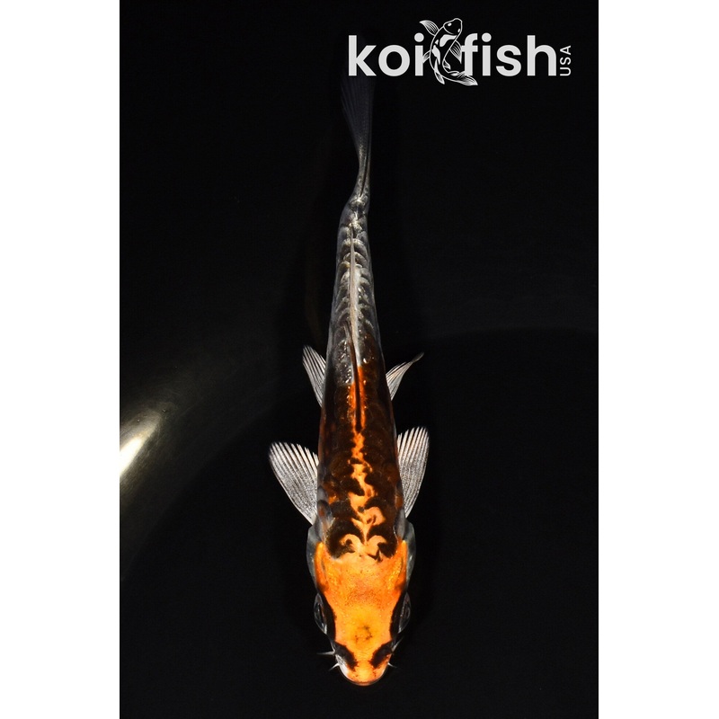 4.25" BENI KIKOKURYU