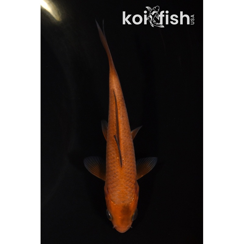4.5" CHAGOI