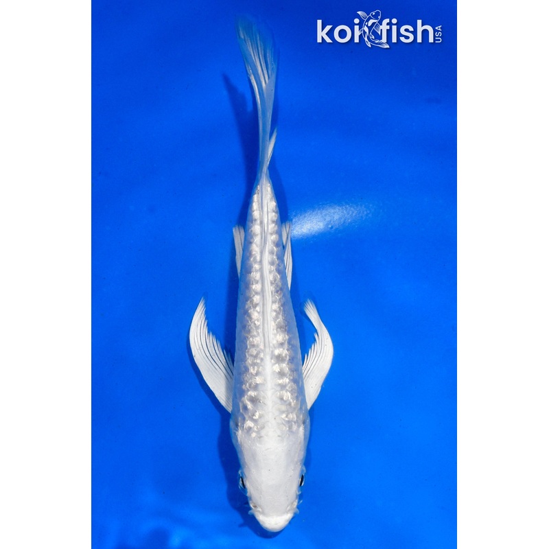 4.5" DOITSU GINRIN PLATINUM OGON BUTTERFLY