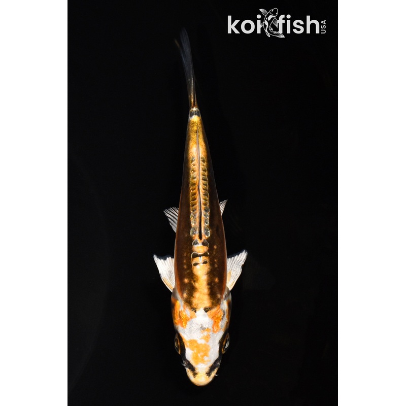 4.5" KIN KIKOKURYU