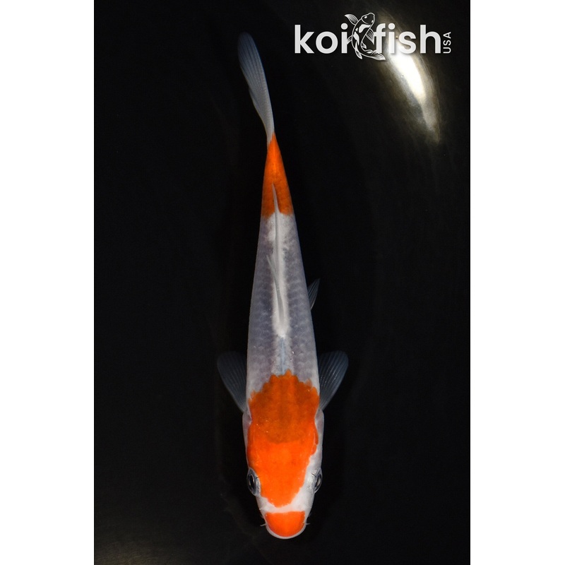 4" GOROMO
