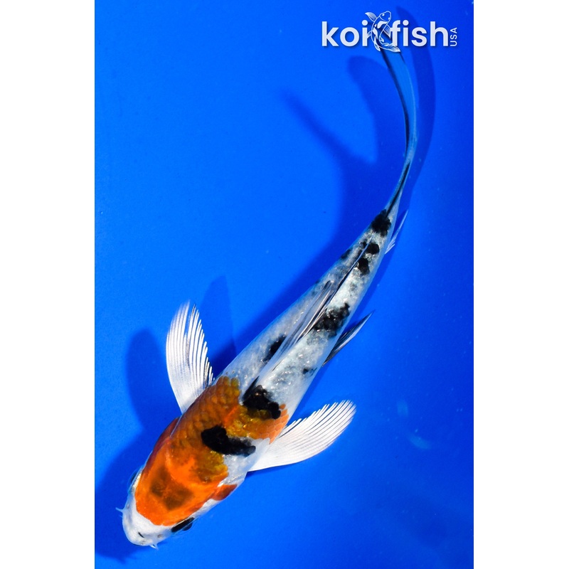 4" YAMATO NISHIKI BUTTERFLY