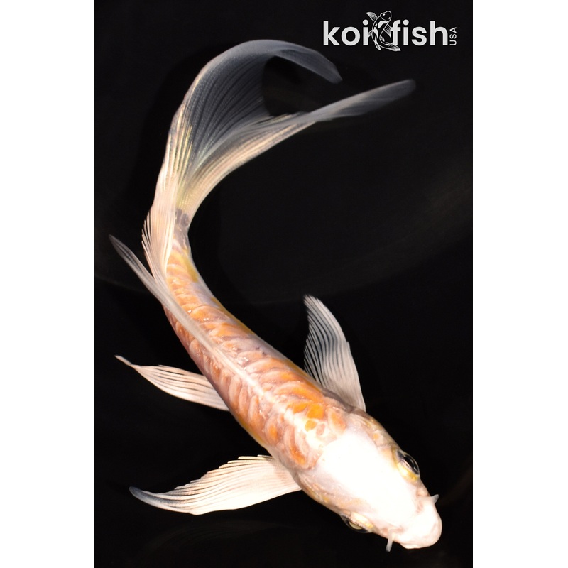 5.25" DOITSU HARIWAKE BUTTERFLY