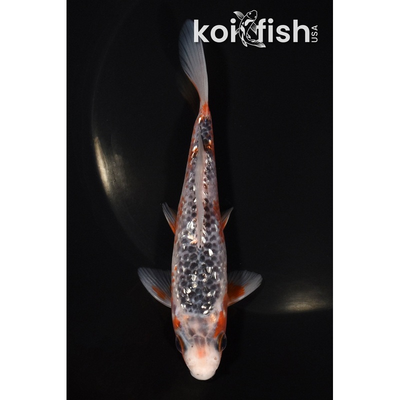5.25" GINRIN ASAGI