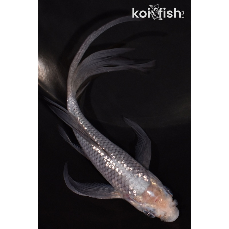 5.25" GINRIN SORAGOI BUTTERFLY