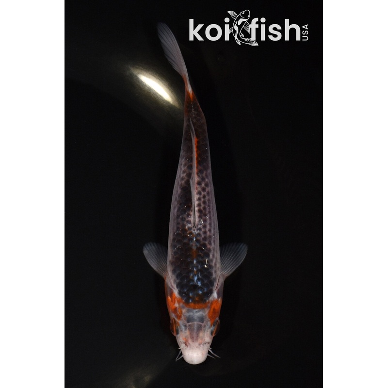 5.25" HI ASAGI