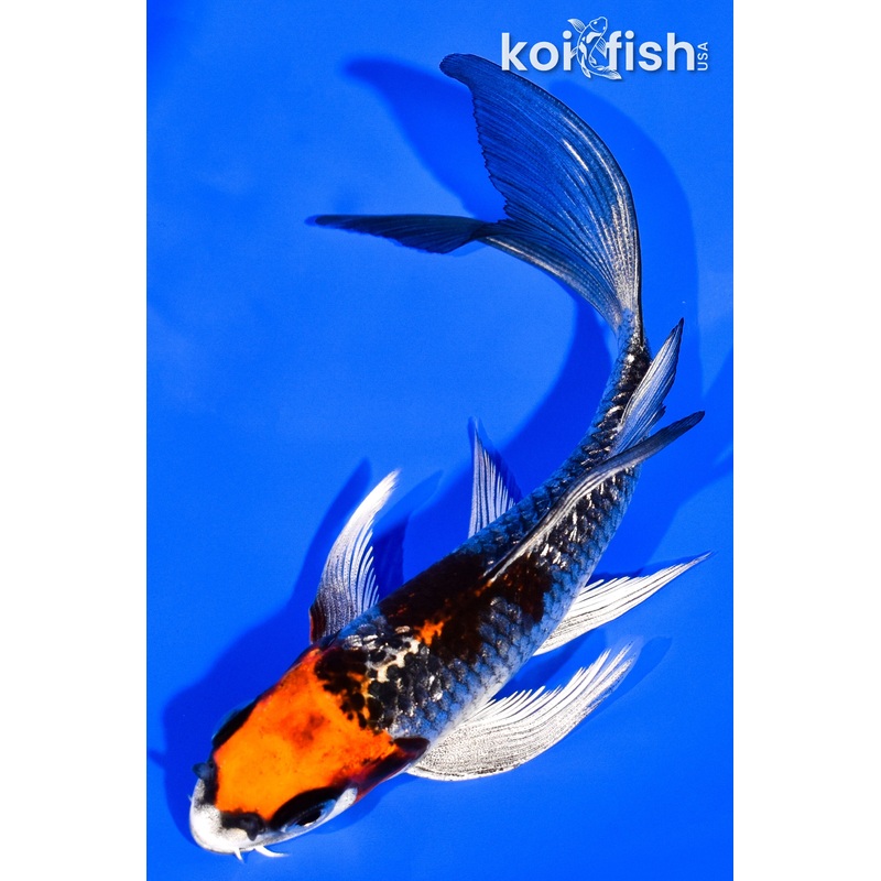 5.25" KUJAKU BUTTERFLY