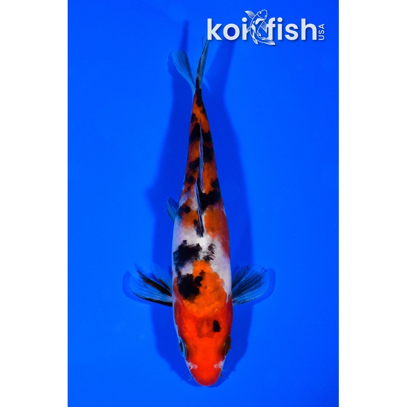 5.25" SANKE